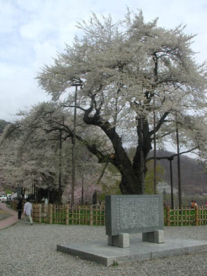 荘川桜